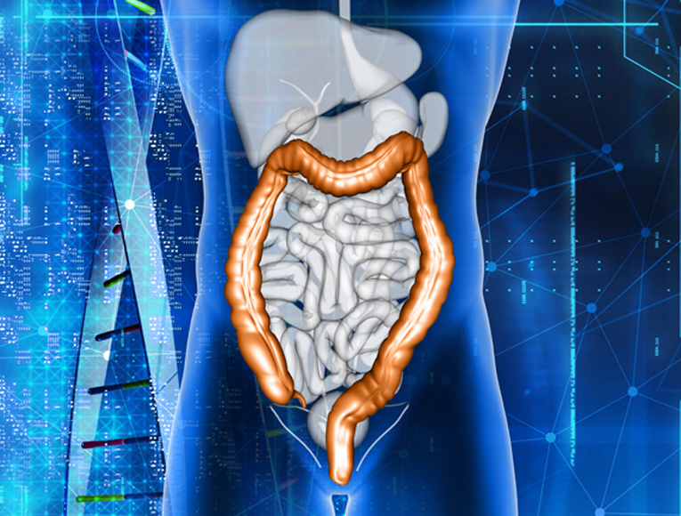 Intestino resaltado