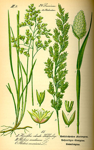imagen de la phalaris canariensis o alpiste
