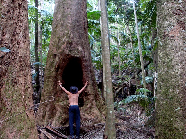 hombre de torso desnudo toca con los brazos abiertos el tronco de un inmenso árbol