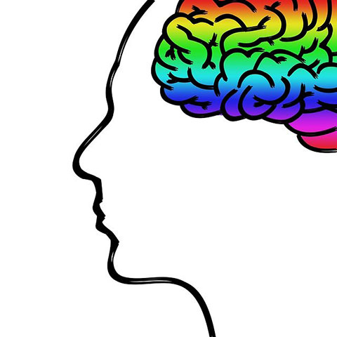 cara de perfil resaltando, con color, la parte interior del cerebro