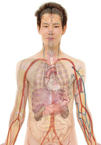 figura de un hombre mostrando su anatomía y órganos