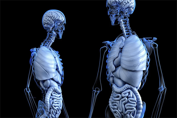 dos esqueletos con órganos