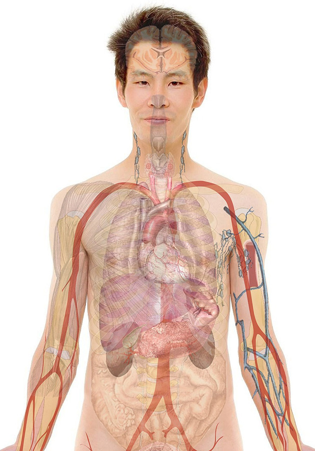 Anatomía del cuerpo de un hombre