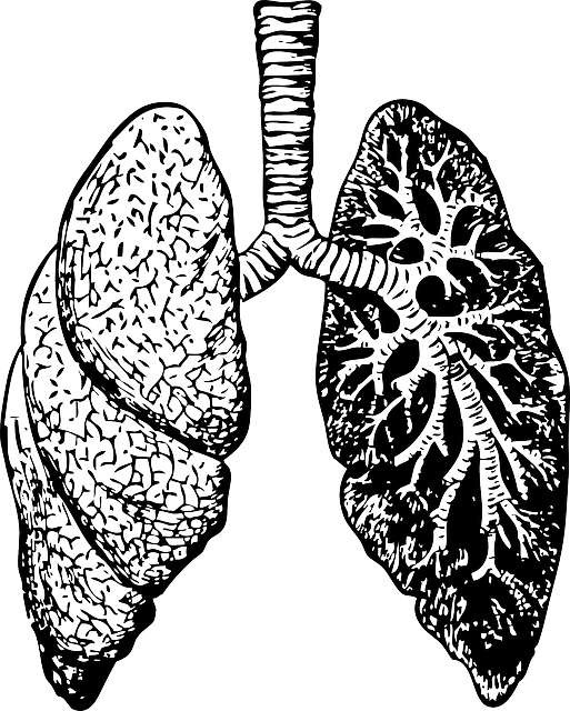 Imagen de los pulmones