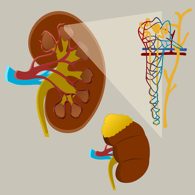 Imagen de la función renal