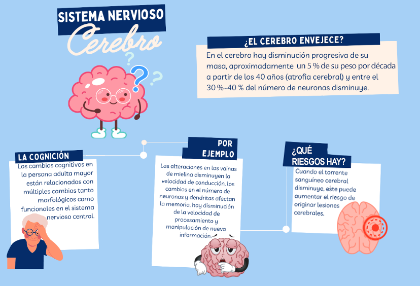 El cerebro