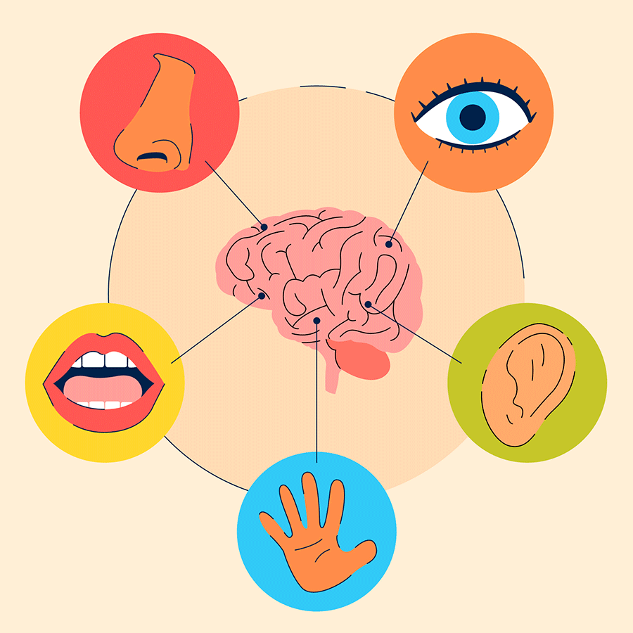 Percepción de los sentidos por el cerebro.