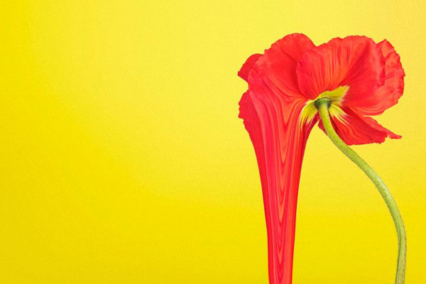 Flor roja sobre fondo amarillo que parece derretirse