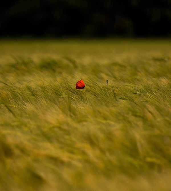 Una flor roja en medio de la hierba